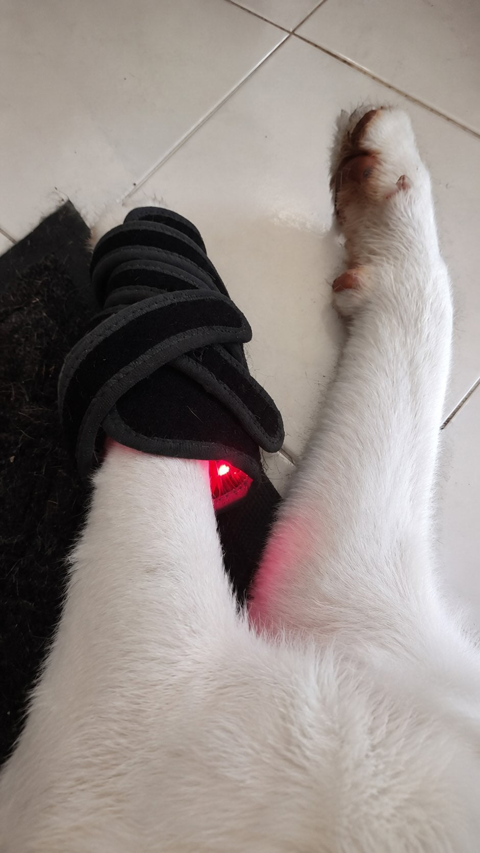 PawRestore Red Light Therapy Mobility Wrap™