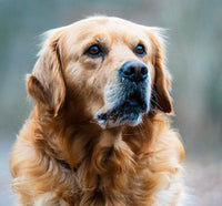 Aging Dogs