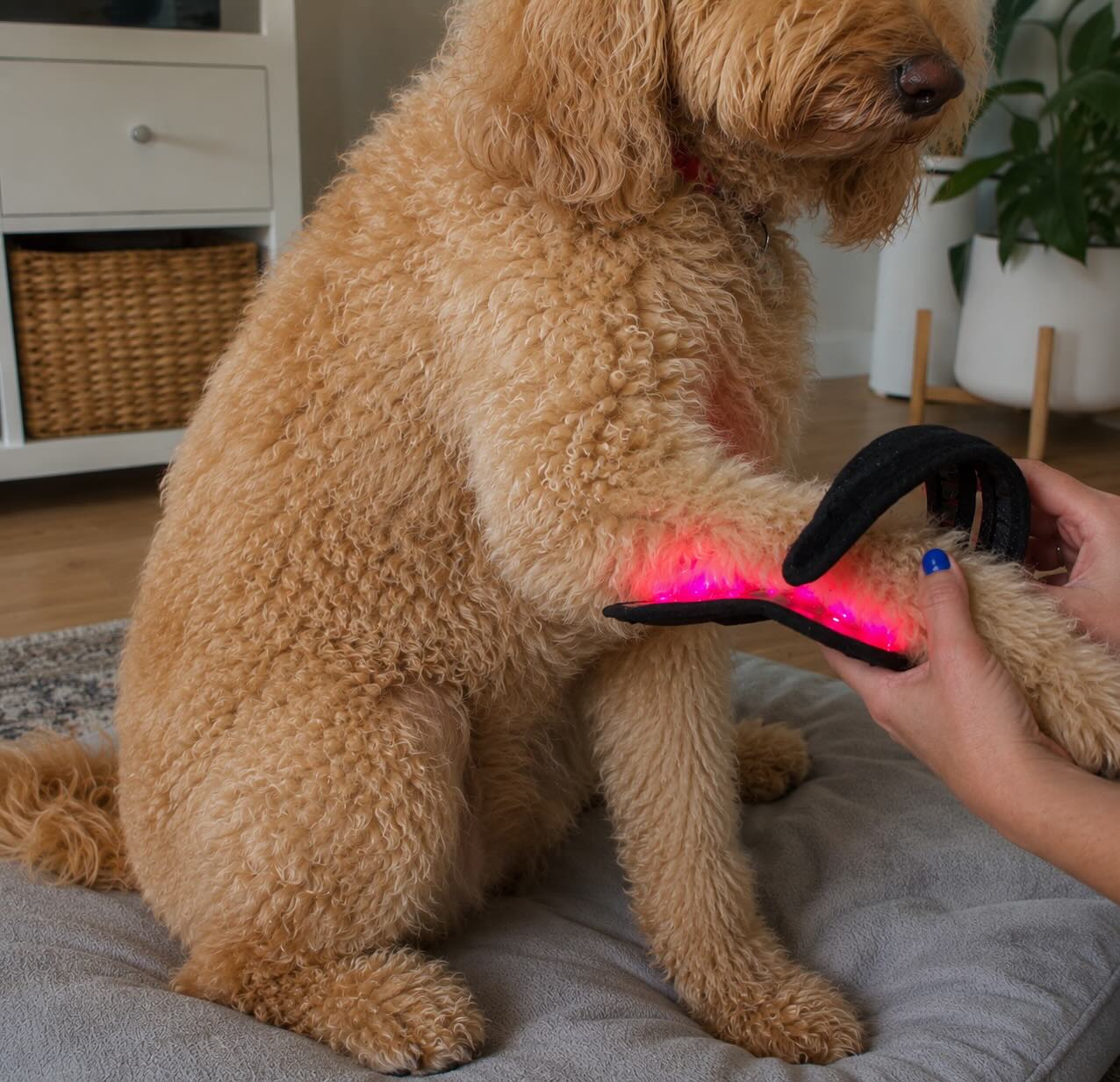 PawRestore Red Light Therapy Mobility Wrap™