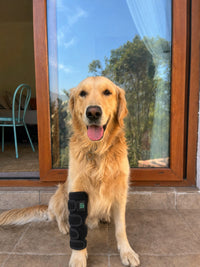 Arthritis Support