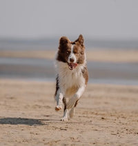 Active Dogs